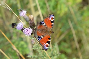 Peacock Butterfly in Nursery Wild Area